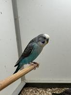 Blackwing Grasparkiet, Meerdere dieren, Parkiet