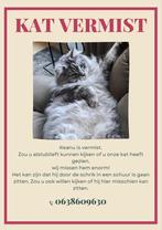 kat vermist, Dieren en Toebehoren, Vermiste en Gevonden Dieren, Kat