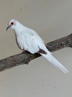 Bonte diamantduif, Vrouwelijk