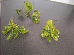 Anubia aquarium plant., Ophalen of Verzenden, Plant(en), Steen of Hout