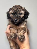 Mini (Labra)doodle pups 🐶🐾 zoeken forever home, Dieren en Toebehoren, Overige rassen, CDV (hondenziekte), 8 tot 15 weken, Meerdere