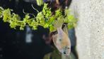 Thorichthys maculipinnis, ellioti, Dieren en Toebehoren, Vis