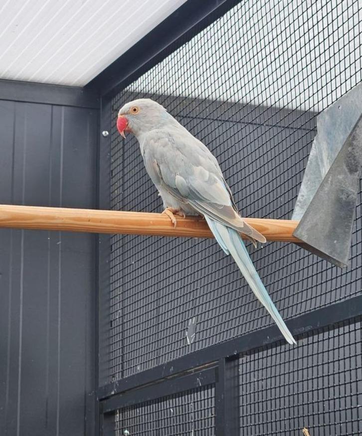 Zeehaar zoekt een huisje! Halsbandparkiet, Dieren en Toebehoren, Vogels | Parkieten en Papegaaien, Parkiet, Geslacht onbekend