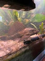grote pleco vis (denk zeilvin pleco), Vis, Zoetwatervis