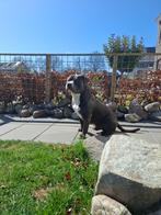 American bully Dekreu, Rabiës (hondsdolheid), Reu, Bulldog, Eén hond