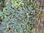 sedum reflexum vetkruid, Ophalen, Bodembedekkers, Volle zon, Vaste plant