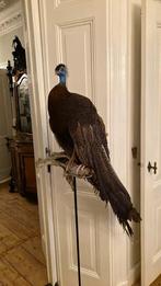 Argus fazant, Ophalen of Verzenden