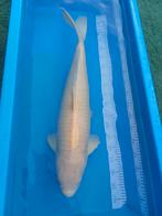 Karashigoi 75cm, Karper of Koi