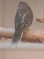 Gezocht!!!!  Bourke Bourkes, Dieren en Toebehoren, Vogels | Parkieten en Papegaaien, Meerdere dieren, Parkiet