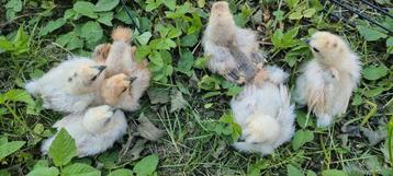 Zijdehoen kriel kuikentjes van 14 en 15 april  beschikbaar voor biedingen