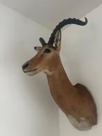 Opgezette Impala met lange gebogen hoorns, Ophalen of Verzenden, Nieuw