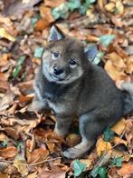 Raszuivere  Shiba inu 's met stamboom, Dieren en Toebehoren, 8 tot 15 weken, Teef, Meerdere, Nederland