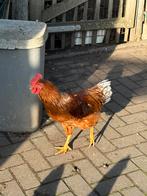 3 hanen, Dieren en Toebehoren, Pluimvee, Mannelijk, Kip