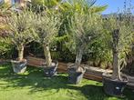 palmboom, Olijfboom, Bamboe, Yucca, Bananenplant, Korting!!, 100 tot 250 cm, Zomer, Palmboom, Ophalen