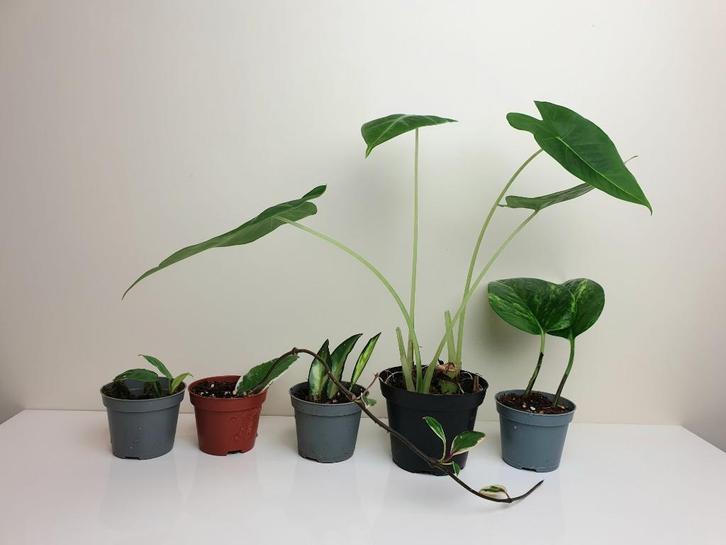 Set populaire baby plantjes, philodendron, hoya, alocasia, Huis en Inrichting, Kamerplanten, Overige soorten, Minder dan 100 cm