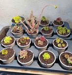 Te koop diverse sedum plantjes, Ophalen