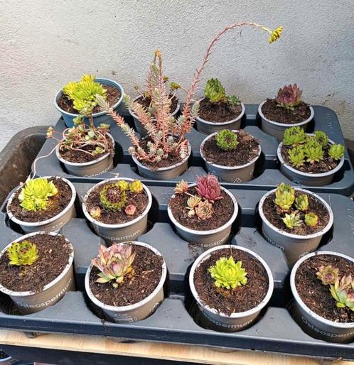 Te koop diverse sedum plantjes, Tuin en Terras, Planten | Tuinplanten, Ophalen