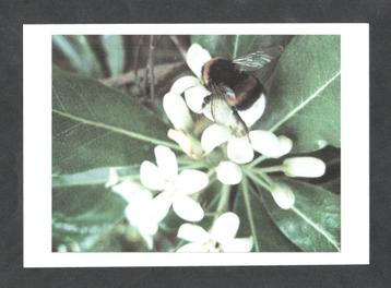 Kaart Hommel op Geurende Citrusbloesem. beschikbaar voor biedingen
