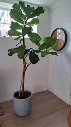 mooie hoge ficus lyrata, Huis en Inrichting, Ophalen, Ficus