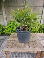 3x Trachycarpus fortunei in pot, Tuin en Terras, In pot, Minder dan 100 cm, Volle zon, Ophalen