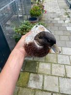 Kwaker eenden, Dieren en Toebehoren, Meerdere dieren, Eend