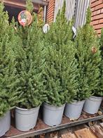 Conica kerstboompje 110cm hoog, leuk voor bij de deur!, Ophalen, Overige soorten, Minder dan 100 cm
