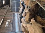 Jonge fokooien 65 stuks, Dieren en Toebehoren, Schapen, Geiten en Varkens, Vrouwelijk, Schaap