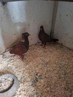 Koppel vinkduiven, Dieren en Toebehoren, Vogels | Duiven, Meerdere dieren, Overige soorten