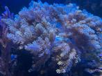 Koraal frags stekken keniaboom zeeaquarium, Dieren en Toebehoren, Overige typen