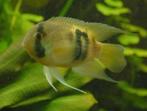 Zuid Amerikaanse cichliden: Cleithracara maronii, Vis, Zoetwatervis