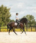 Knappe 5 jarige zwarte merrie, Dieren en Toebehoren, Paarden, Merrie, Gechipt, Dressuurpaard, 3 tot 6 jaar