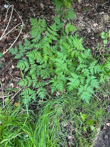 Kervel Stek - Verse Kruidenplant beschikbaar voor biedingen