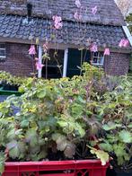 Akelei Roze/Paars bio, Overige soorten, Volle zon, Vaste plant, Ophalen of Verzenden
