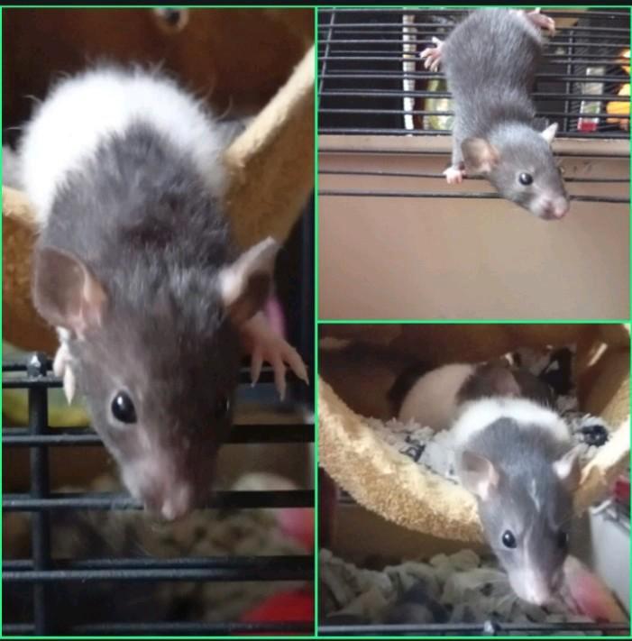 Baby ratjes! (Dumbo/rex mix), Dieren en Toebehoren, Knaagdieren, Meerdere dieren, Rat, Oktober, Tam
