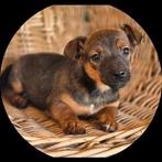 Lieve Jack Russell pups, Parvo, Jack Russell Terriër, 8 tot 15 weken, Meerdere