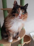 Maine Coon x Ragdoll poesje, Poes, Gechipt