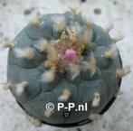 Sterkste Peyote met knobbels, Lophophora williamsi decipiens, Verzenden, Minder dan 100 cm, Bloeiende kamerplant, Volle zon