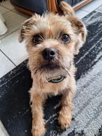 honden oppas/uitlaten Beertje gezocht, Uitlaatservice