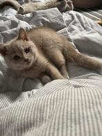 British Shorthair Kittens, Dieren en Toebehoren, Katten en Kittens | Raskatten | Korthaar, Kater