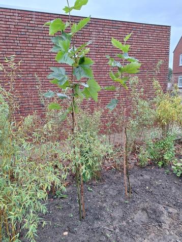 PLATANEN beschikbaar voor biedingen