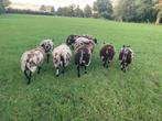 Te koop bonte dekrammen zwoeger en scrapi vrij, Dieren en Toebehoren, Mannelijk, Schaap