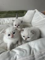 2  britse korthaar zelfde poes (vrouwtje), Dieren en Toebehoren, Katten en Kittens | Raskatten | Langhaar, Poes