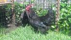 Marans Kippen | Rustige kip | Speciale eieren, Dieren en Toebehoren, Pluimvee, Meerdere dieren, Kip