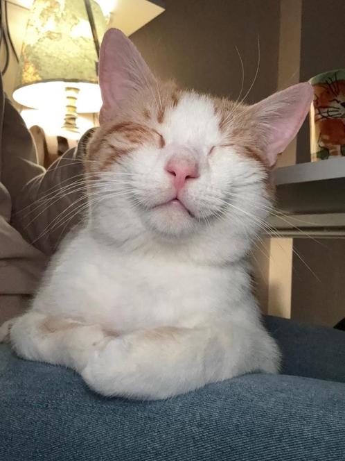Ter adoptie: rood-witte knuffelkat (1 jaar), Dieren en Toebehoren, Katten en Kittens | Overige Katten, Kortharig, Kater, 0 tot 2 jaar