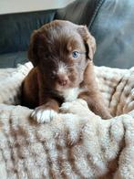 Prachtige Friese stabij x NSDTR pups te koop, 8 tot 15 weken, Meerdere, Meerdere dieren, Nederland