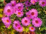 Aster ongeveer 1.50 hoog, 4 euro per stuk, 3 voor 10 euro., Tuin en Terras, Planten | Tuinplanten, Ophalen of Verzenden, Overige soorten
