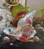 Posthoornslakken div kleuren.100st €10 verzenden mogelijk., Dieren en Toebehoren, Januari, Meerdere dieren