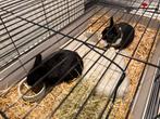 2 lieve Konijnen incl. kooi, Dieren en Toebehoren, Konijnen, Vrouwelijk, Middelgroot, 0 tot 2 jaar