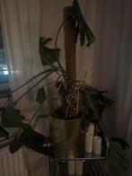 Monstera met pot - zoekt nieuw thuis!, Ophalen, Vaste plant, Bloeit niet, Halfschaduw