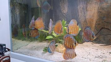 Groot aquarium 160x60x60 met 14 discus te koop beschikbaar voor biedingen